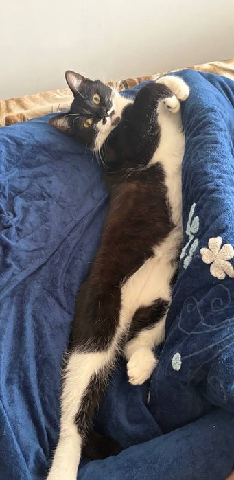 Отдадим кота в хорошие ручки