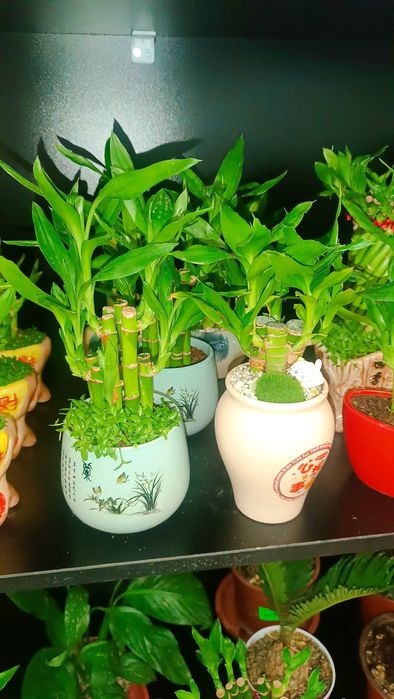 KAMELYA gulimiz aksiyada 79.000