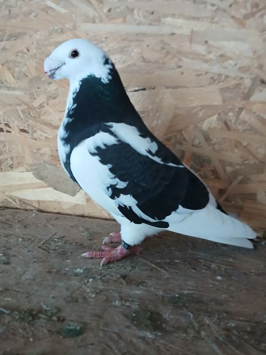 Vând americani show racer