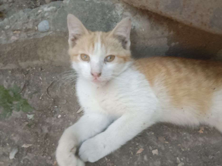 Котенок бесплатно
