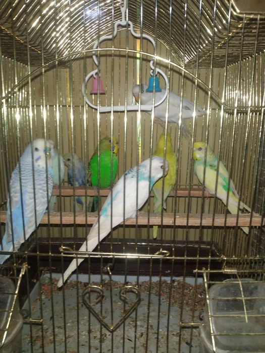 Попугайла сотилади