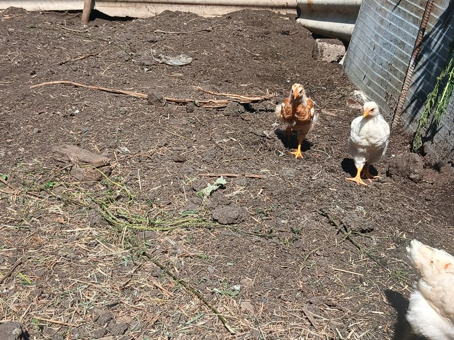 Продам куры и цыплята