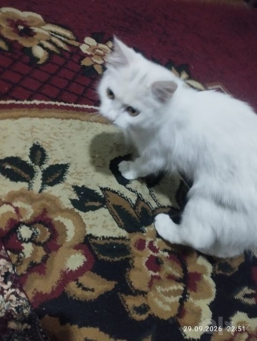 Mushuk bolasi tekin