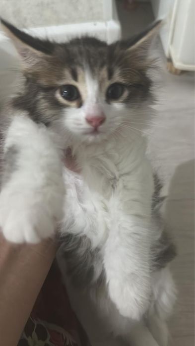 Срочно отдам котенка