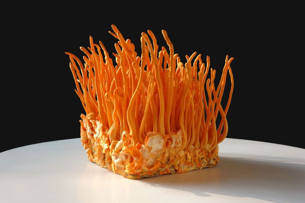 Кордицепс милитарис