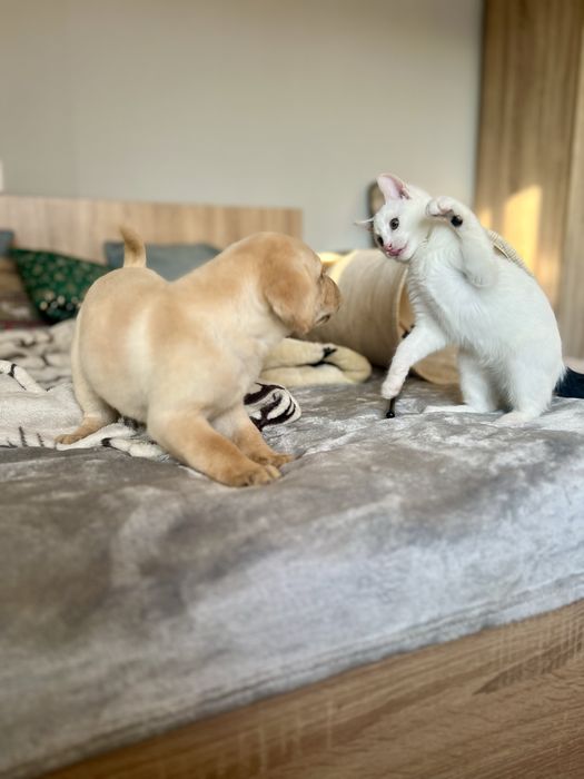 Лабрадор Ретривър