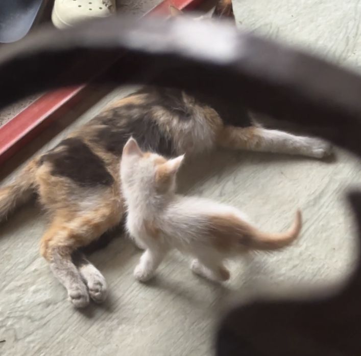 Отдам котят в хорошие руки