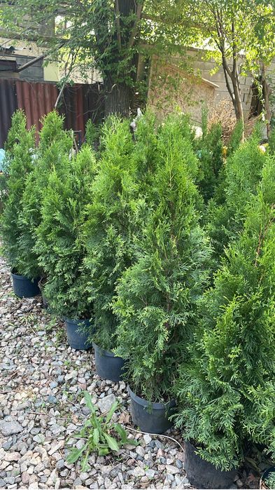 Туя смаракда туи смаракта на продаже 50-60см 1м смаракта туялар