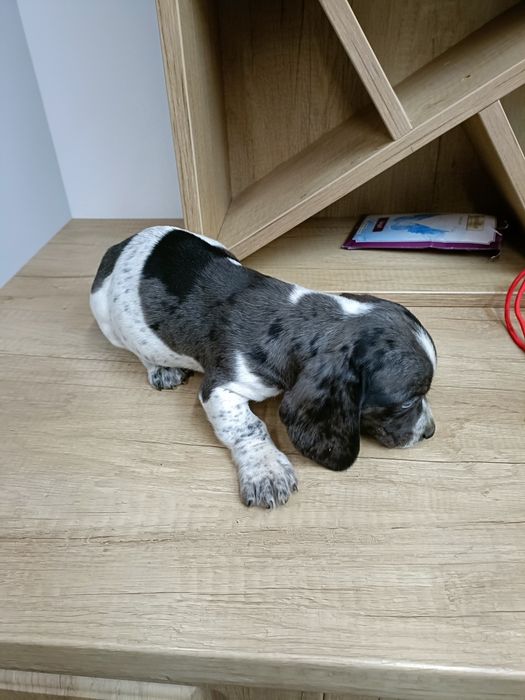 Teckel mini arlechin merle tekel mini