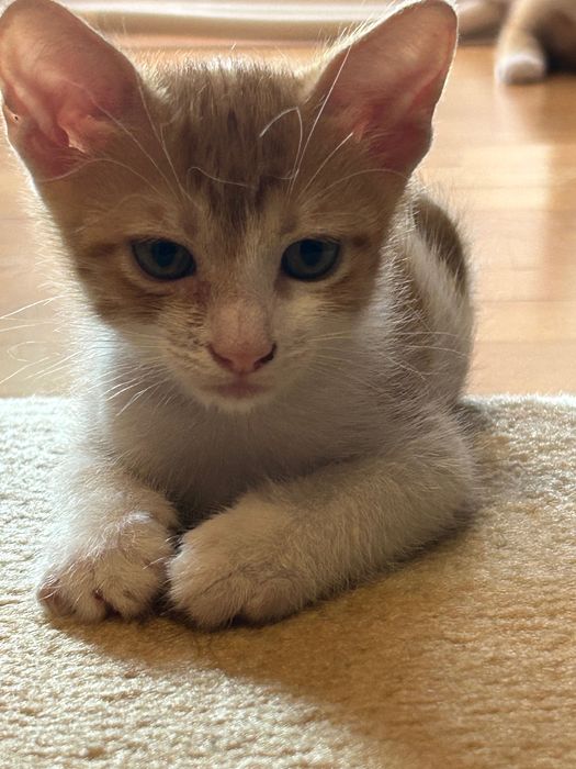 Adopții pisicute