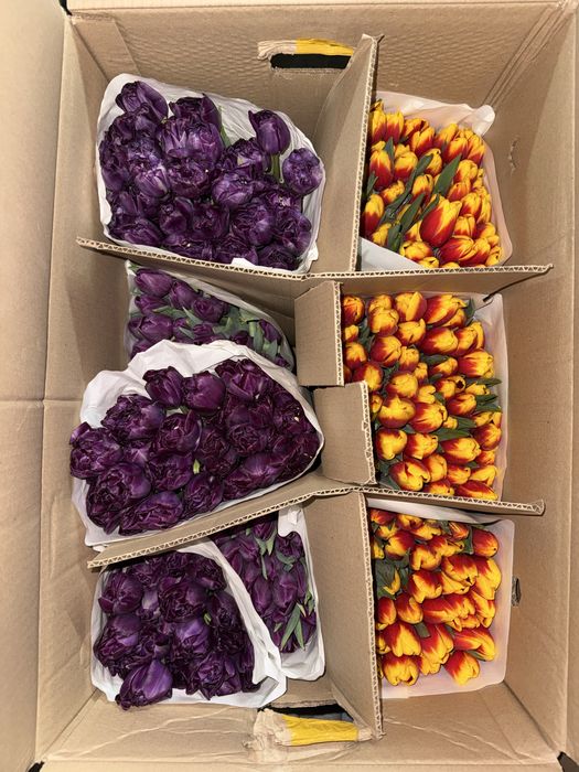 Пионы тюльпаны пионовидные