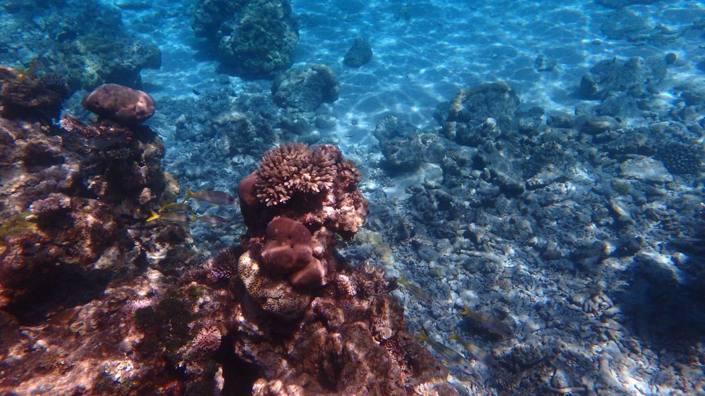 Водоустойчив,удароустойчив Фотоапарат Olympus Stylus Tough TG 850