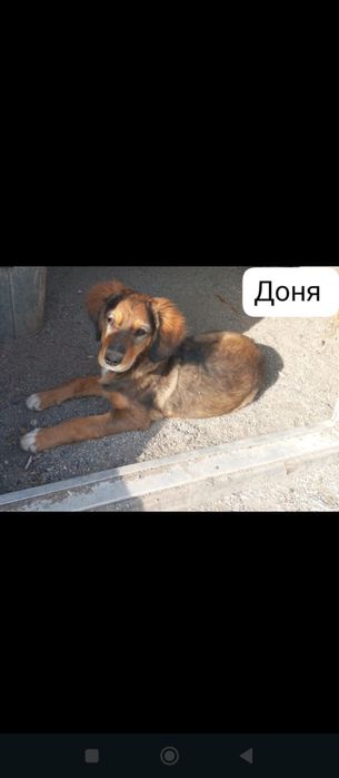 Отдам щенков в добрые руки