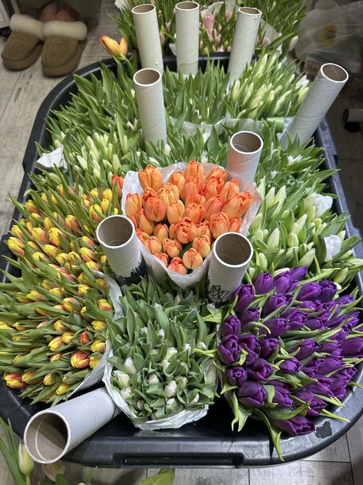 Голландские тюльпаны опт