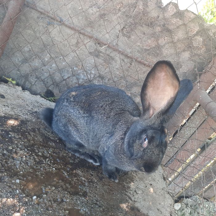 Iepuri uriaș german