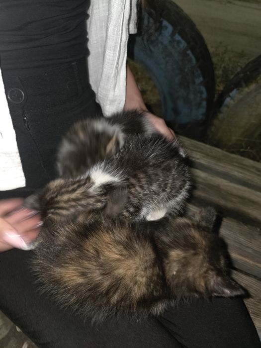 Котята бесплатно