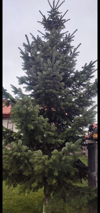 Brad pt Craciun bicolor