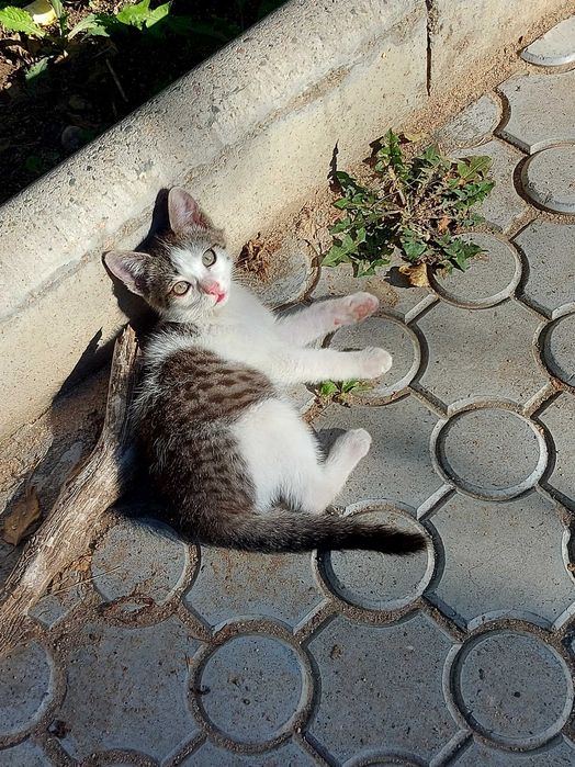 Иссык-Кульские котята