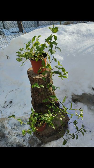 Комнатные цветы от 500тг