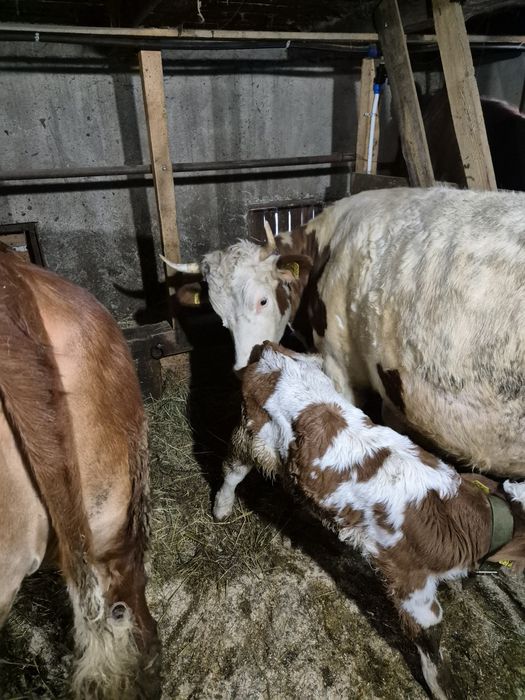 Vând vaci cu vitei.