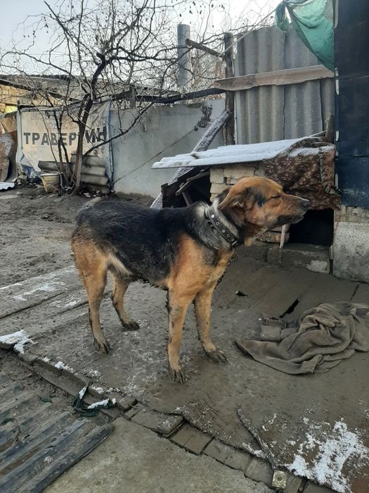 В хорошие руки отдаётся