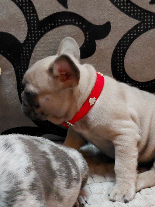 Френски булдог-булдочета