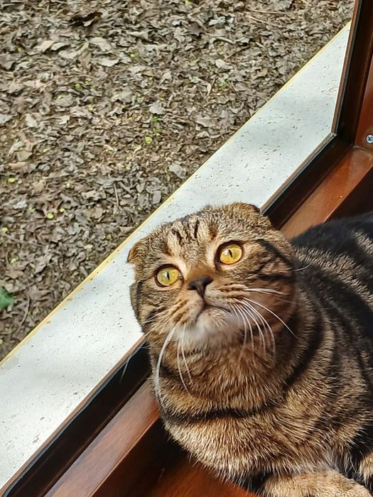 Котятки продаются