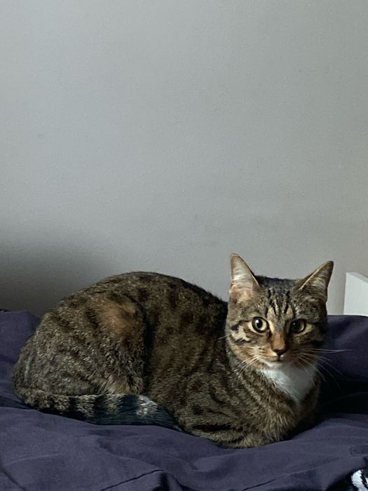 Отдам кота, 5 месяцев
