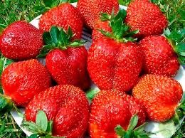 Продам отростки клубники