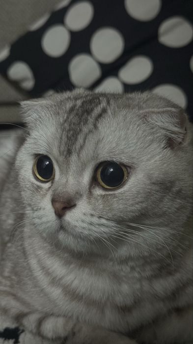 Шотландская вислоухая кошка