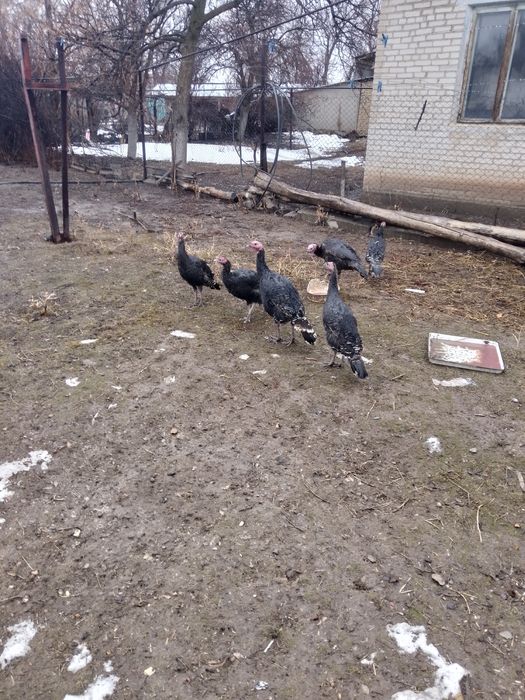 Индуктер  сатылады