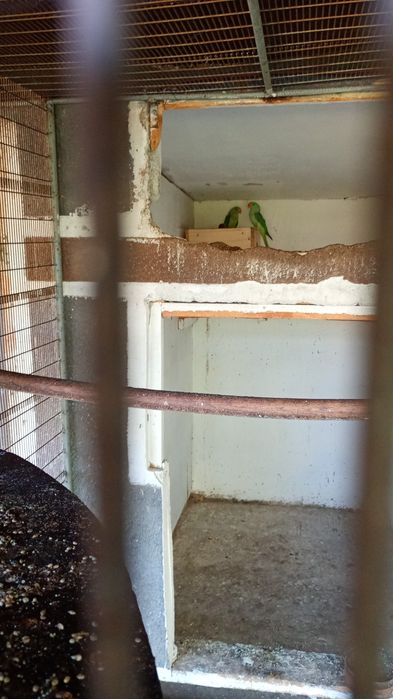 Papagal micul Alexandru Verde