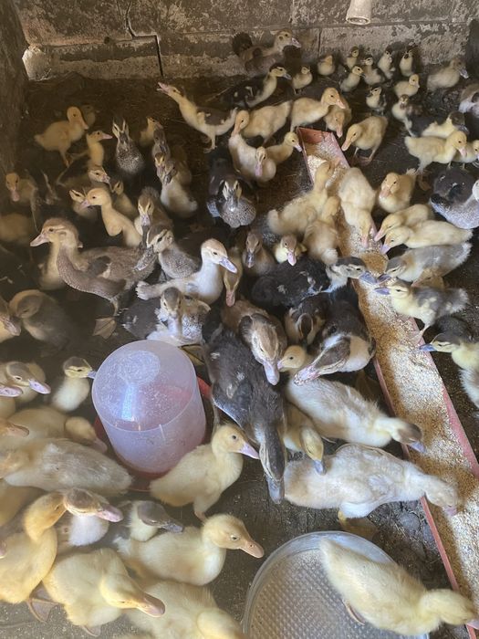 Boboci rata muta si pekin