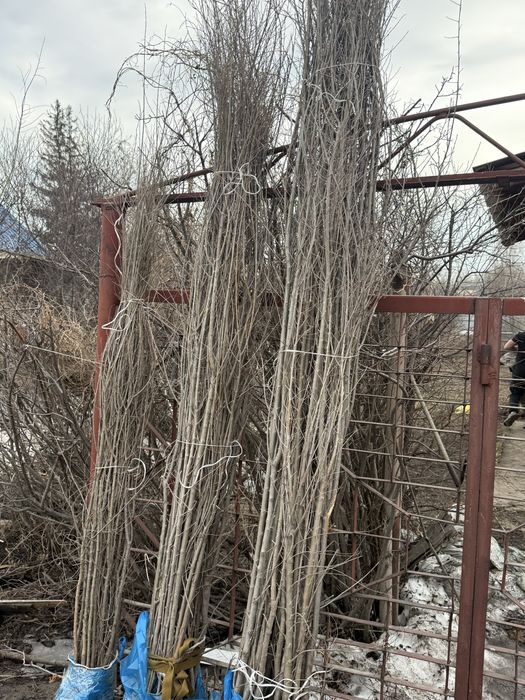 Живая изгородь (Вяз)