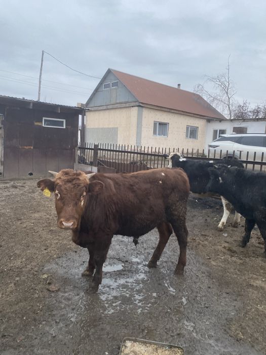 Продам бычки 10-11месяцев