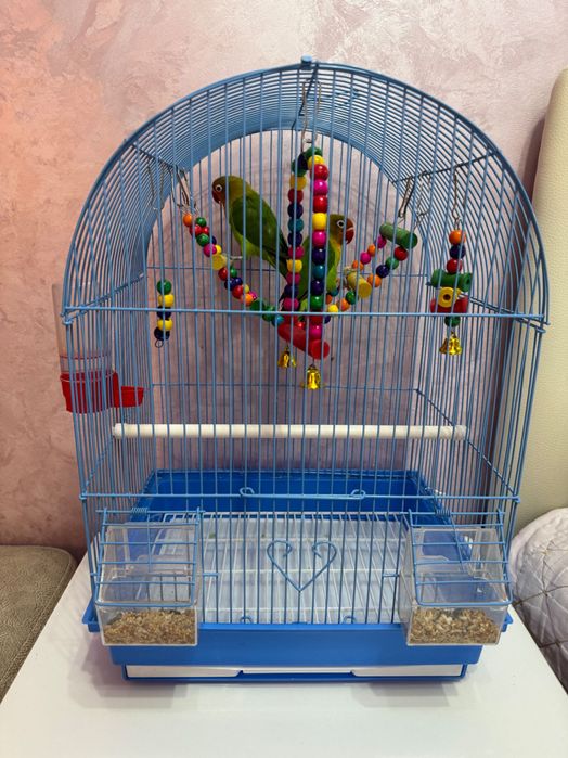 Продам пару попугаев неразлучников