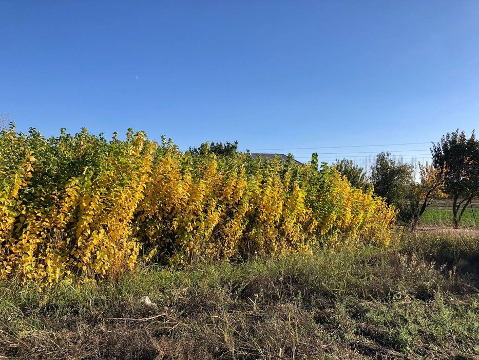 Tut ТУТ kuchatlari sotuvda