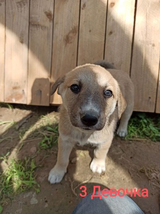 Щенки в ответственные руки!