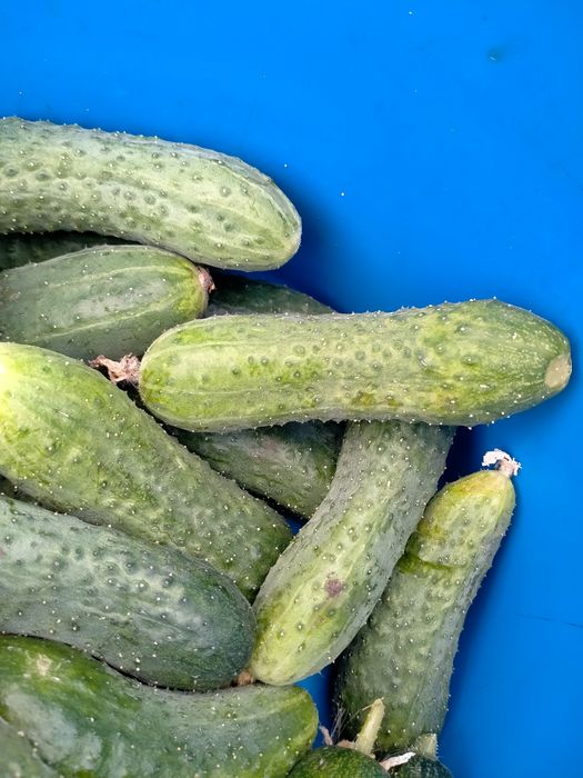 Огурцы с дачи свежие