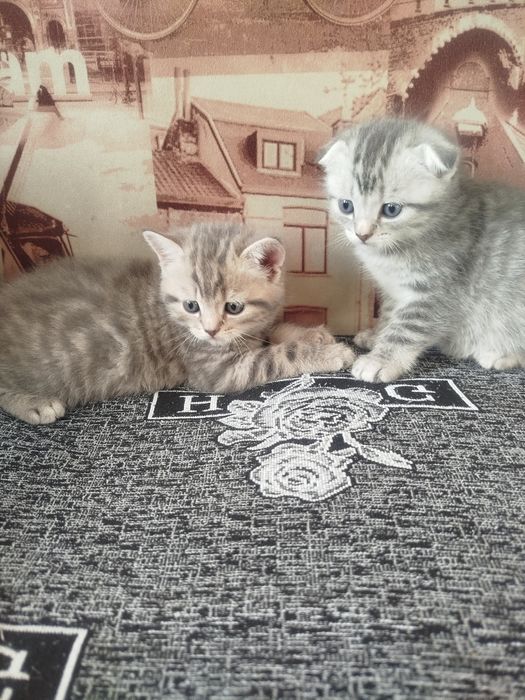 Котята шотландские