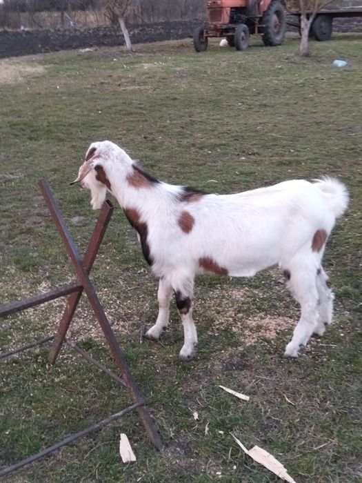 Vând ied tanar 2025