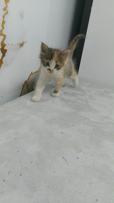 Отдам котенка, бесплатно