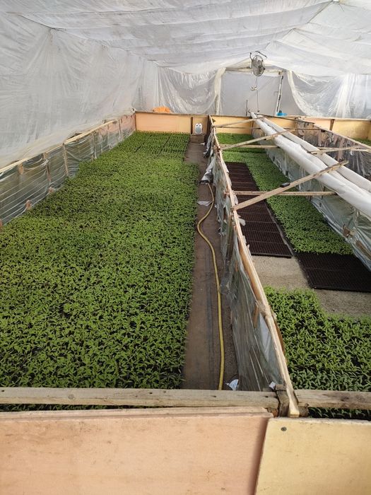 Rasaduri de legume.Milcovu din Deal