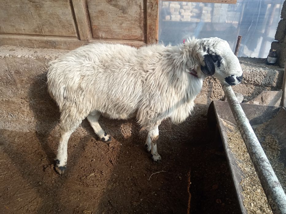 Qoy Qochqor Qozi Exson Aqiqa