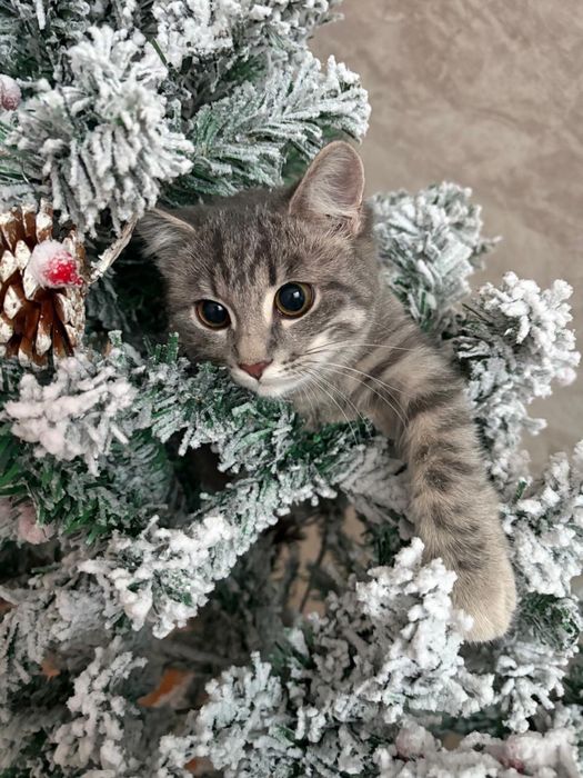 Отдадим кошечку(девочка) в хорошие руки