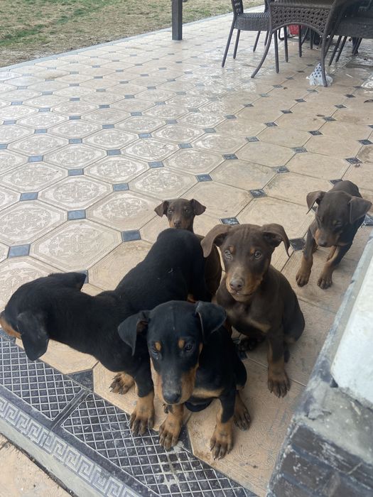 Щенки Добеман