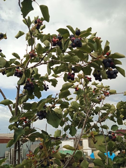 Продам дом в Шанхае