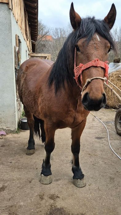 Manza semigreu romanesc