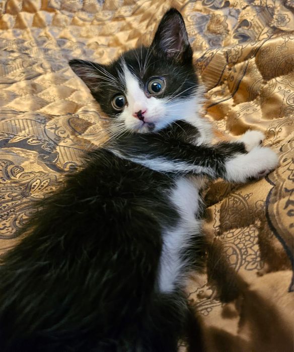 Котёнок Томас,красавчик!2 месяца.