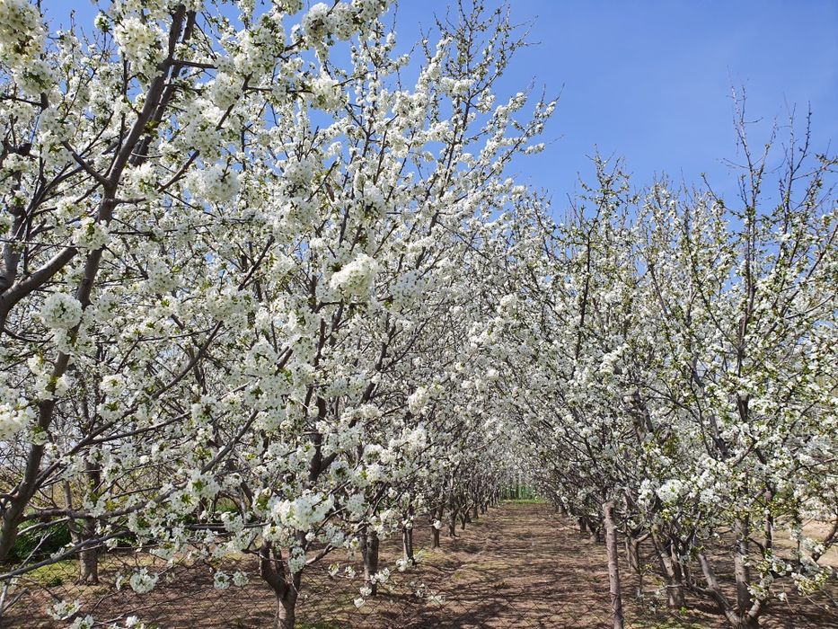 Yer sotiladi 18 sotix. Sotixi 7000$ dan sotiladi